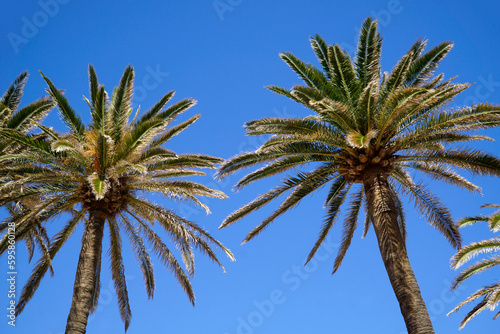 Palm trees and sky in background