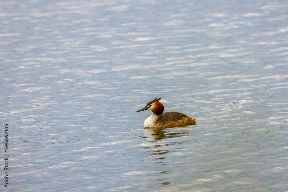 Great crested grebe (Podiceps cristatus) swimming in a lake Great crested grebe (Podiceps cristatus) swimming in a lake