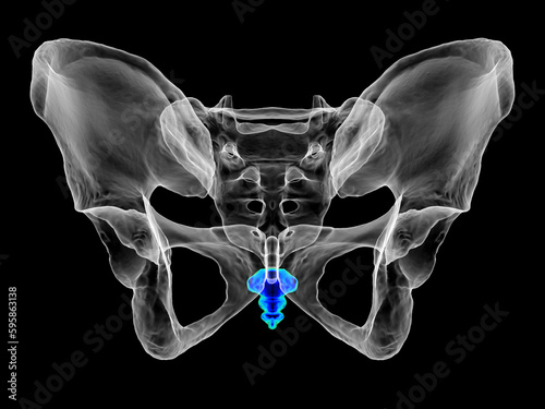 Εκτύπωση καμβά Anatomy of the coccyx bone, showcasing its intricate details and features, 3D il