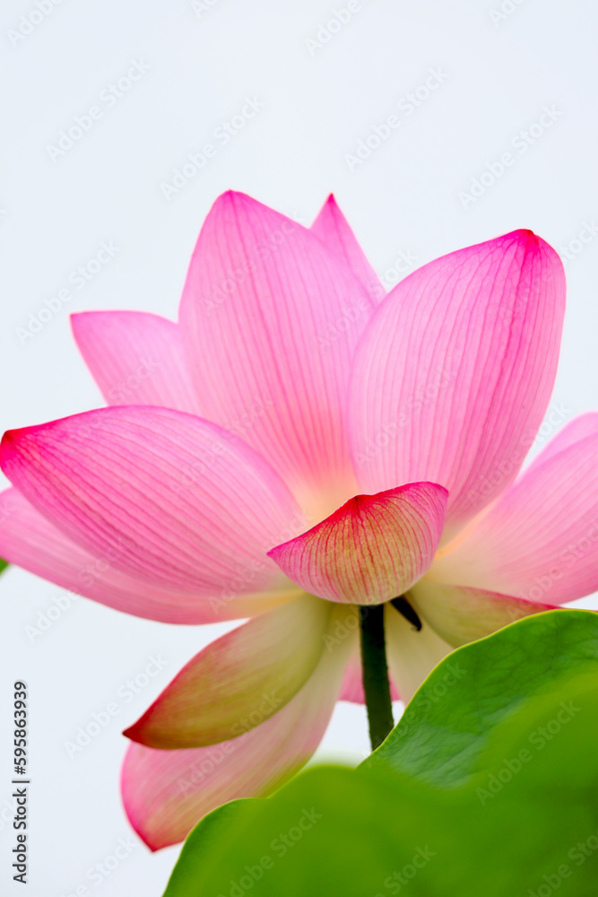 ハスの花Blooming lotus flower facing the sky