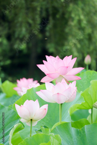             Blooming lotus flower facing the sky