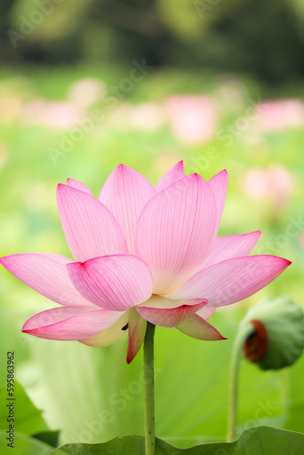             Blooming lotus flower facing the sky