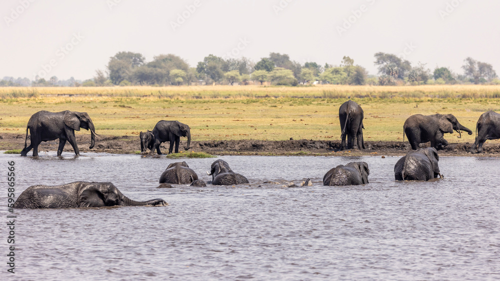 Obraz premium Swimming Elephants. Elephants cross the Chobe River to reach fresh pasture 