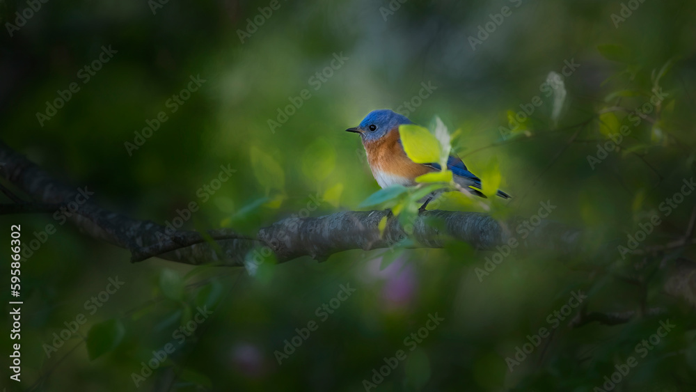 dramatic light on bluebird on branch