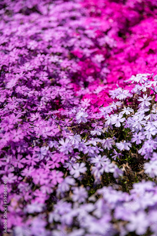 茨城県常陸大宮市 小船地区の芝桜 茨城県常陸大宮市 小船地区の芝桜