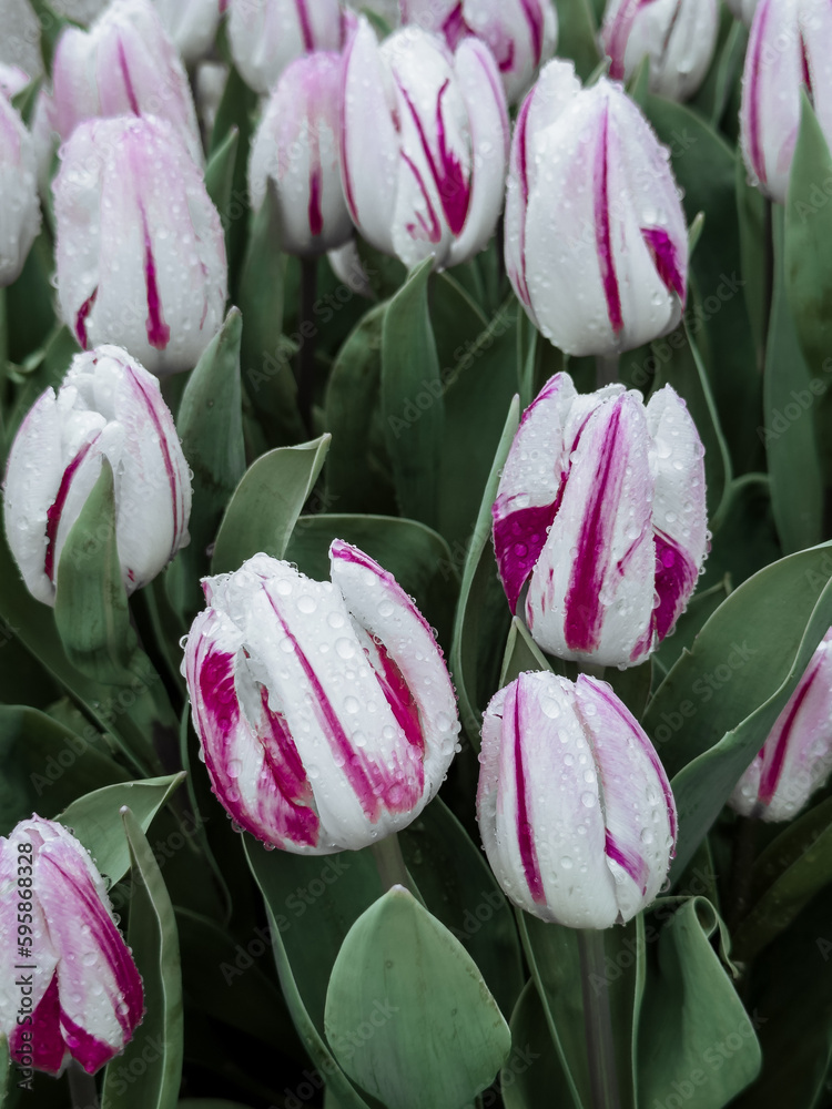 Fototapeta premium pink and white tulips