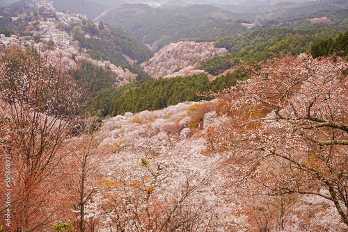 Yoshino-yama or Mount Yoshino in Nara  Japan. Pink Sakura or Cherry Blossoms Flower blooming in Spring Season. Japan s most Famous Viewing Spot -                              