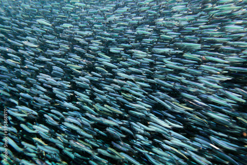 A school of anchovies swimming in the deep blue sea.. Anchovies are commonly used as "bait fish" for fishermen.