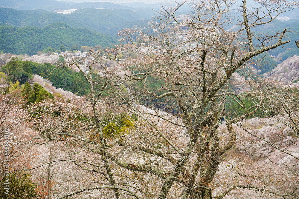 Yoshino-yama or Mount Yoshino in Nara, Japan. Pink Sakura or Cherry Blossoms Flower blooming in Spring Season. Japan's most Famous Viewing Spot - 日本 奈良 吉野山 桜
Yoshino-yama or Mount Yoshino in Nara, Japan. Pink Sakura or Cherry Blossoms Flower blooming in Spring Season. Japan's most Famous Viewing Spot - 日本 奈良 吉野山 桜