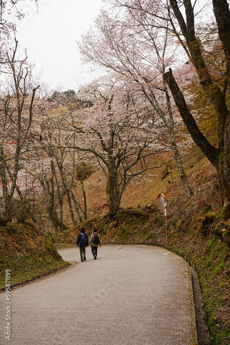 Yoshino-yama or Mount Yoshino in Nara, Japan. Pink Sakura or Cherry Blossoms Flower blooming in Spring Season. Japan's most Famous Viewing Spot - 日本 奈良 吉野山 桜   © Eric Akashi