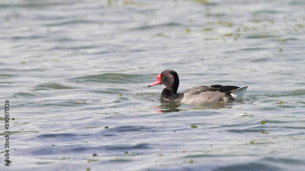 Rosy-billed pochard duck swimming in water, Costanera Sur Ecological Reserve, Buenos Aires, Argentina Rosy-billed pochard duck swimming in water, Costanera Sur Ecological Reserve, Buenos Aires, Argentina