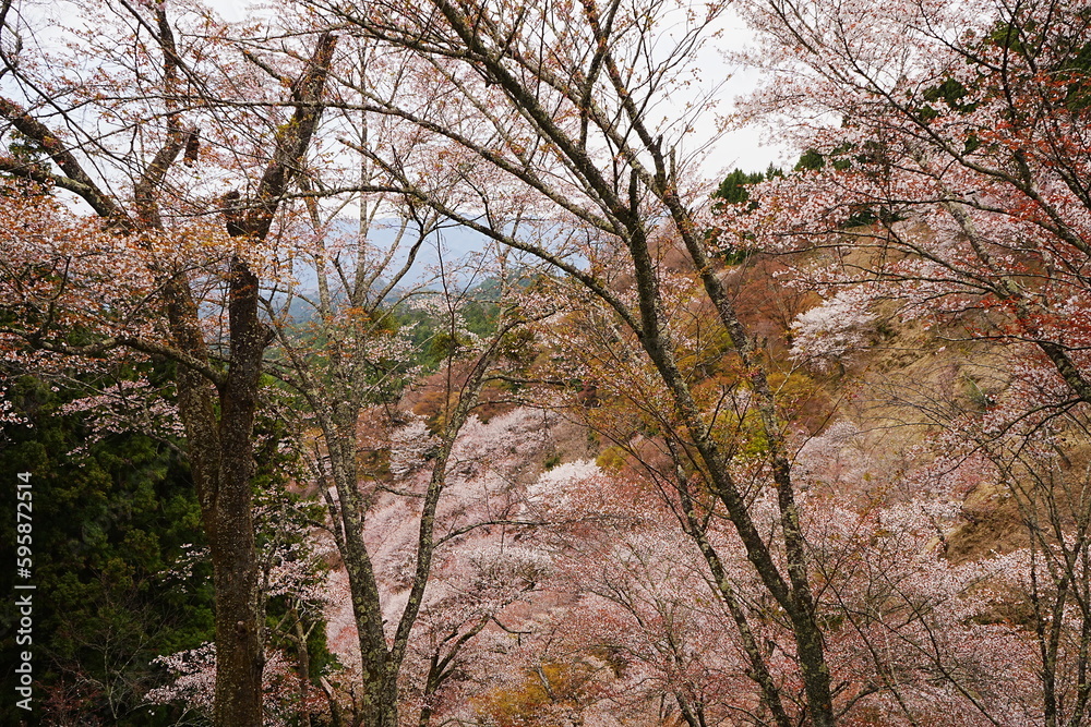 Yoshino-yama or Mount Yoshino in Nara, Japan. Pink Sakura or Cherry Blossoms Flower blooming in Spring Season. Japan's most Famous Viewing Spot - 日本 奈良 吉野山 桜
Yoshino-yama or Mount Yoshino in Nara, Japan. Pink Sakura or Cherry Blossoms Flower blooming in Spring Season. Japan's most Famous Viewing Spot - 日本 奈良 吉野山 桜