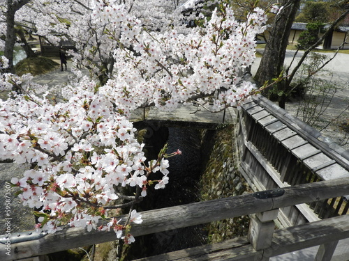 桜と小川