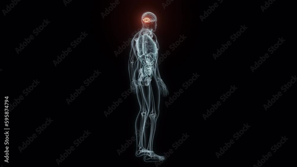3D rendering Medical Animation of a Human Cerebellum.X-ray of a Cerebellum 3D rendering Medical Animation of a Human Cerebellum.X-ray of a Cerebellum