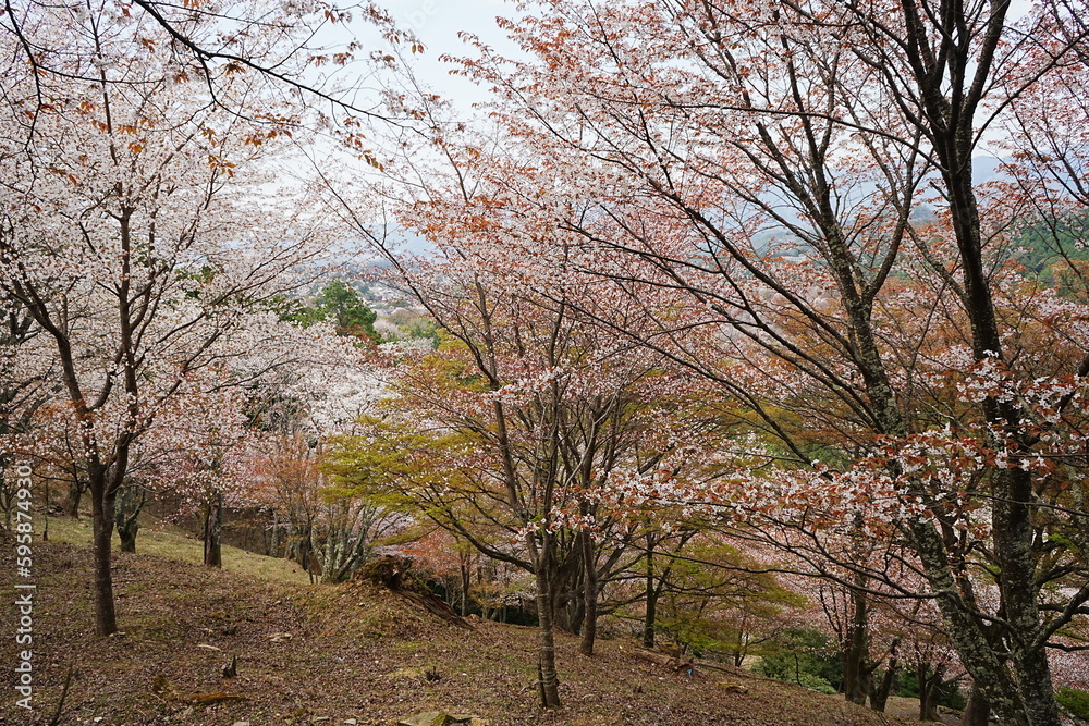 Yoshino-yama or Mount Yoshino in Nara, Japan. Pink Sakura or Cherry Blossoms Flower blooming in Spring Season. Japan's most Famous Viewing Spot - 日本 奈良 吉野山 桜
Yoshino-yama or Mount Yoshino in Nara, Japan. Pink Sakura or Cherry Blossoms Flower blooming in Spring Season. Japan's most Famous Viewing Spot - 日本 奈良 吉野山 桜