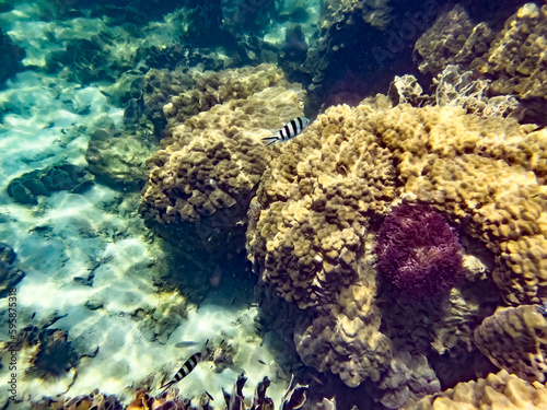 coral reef and sea photo