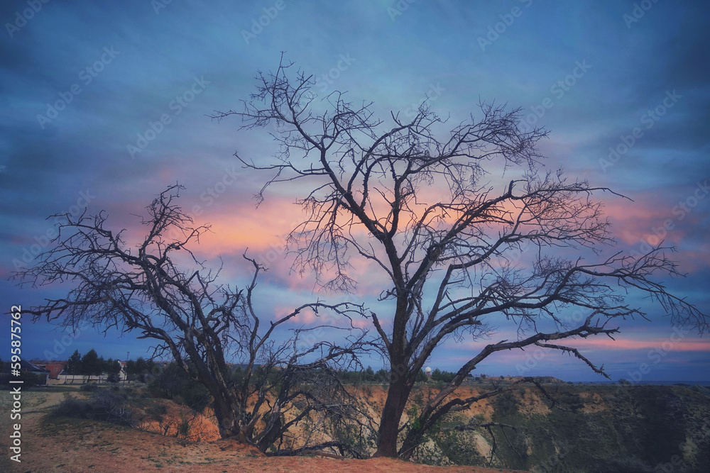 Obraz premium Forest landscape with trees