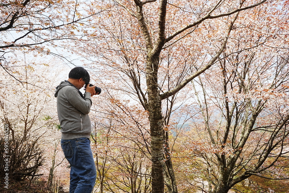 Man taking Photo of Yoshino-yama or Mount Yoshino in Nara, Japan. Pink Sakura or Cherry Blossoms Flower blooming in Spring Season. Japan's most Famous Viewing Spot - 日本 奈良 吉野山 桜 写真を撮る男性 Man taking Photo of Yoshino-yama or Mount Yoshino in Nara, Japan. Pink Sakura or Cherry Blossoms Flower blooming in Spring Season. Japan's most Famous Viewing Spot - 日本 奈良 吉野山 桜 写真を撮る男性