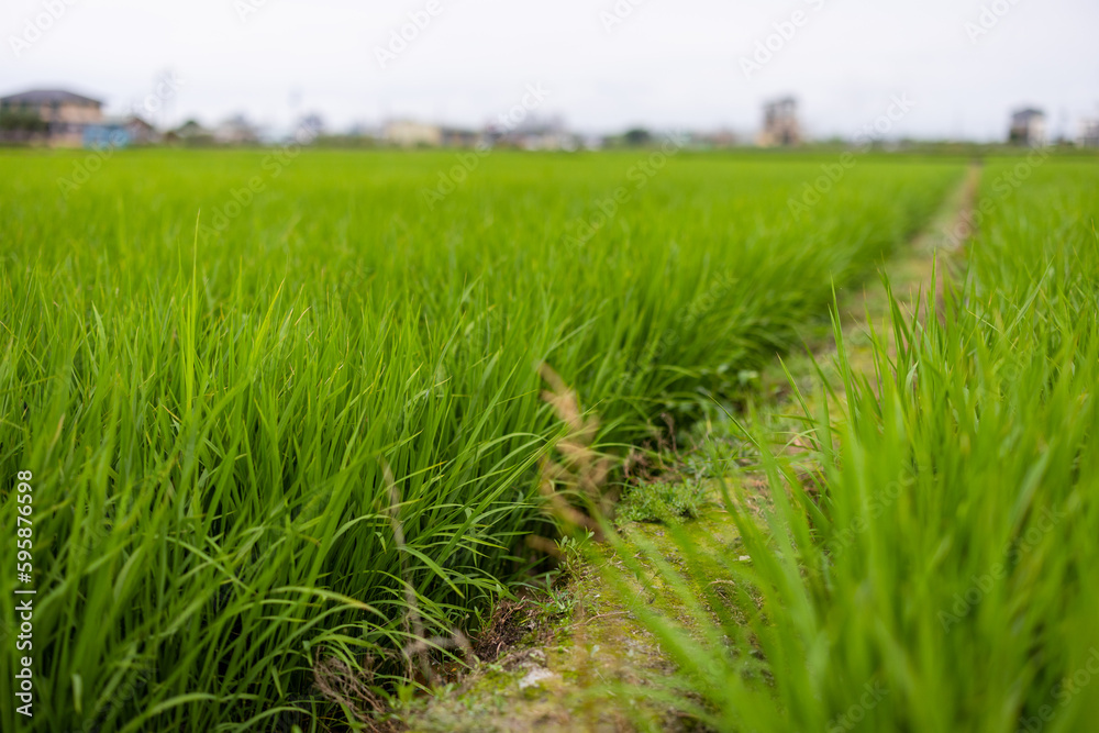Taiwan Yilan paddy rice field Taiwan Yilan paddy rice field
