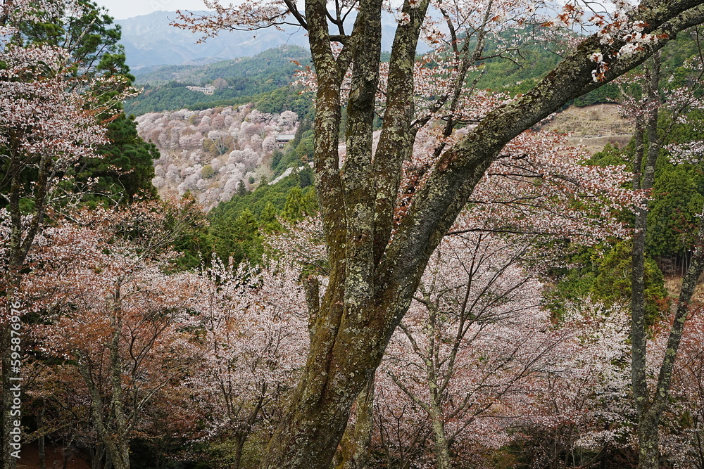 Yoshino-yama or Mount Yoshino in Nara, Japan. Pink Sakura or Cherry Blossoms Flower blooming in Spring Season. Japan's most Famous Viewing Spot - 日本 奈良 吉野山 桜


