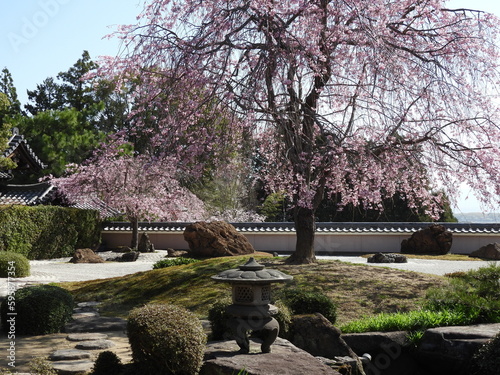 日本庭園と桜