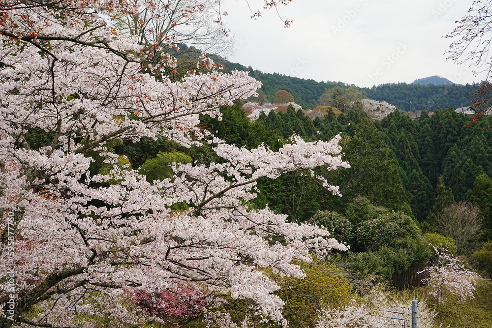 Yoshino-yama or Mount Yoshino in Nara, Japan. Pink Sakura or Cherry Blossoms Flower blooming in Spring Season. Japan's most Famous Viewing Spot - 日本 奈良 吉野山 桜
Yoshino-yama or Mount Yoshino in Nara, Japan. Pink Sakura or Cherry Blossoms Flower blooming in Spring Season. Japan's most Famous Viewing Spot - 日本 奈良 吉野山 桜