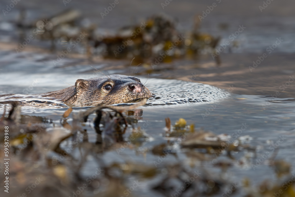 Obraz premium Eurasian otter (Lutra lutra) swimming among the seaweed, Isle of Mull, Scotland