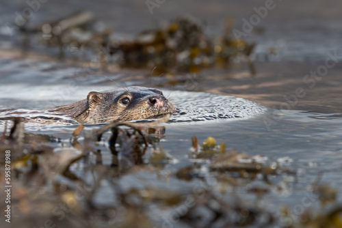 Eurasian otter  Lutra lutra  swimming among the seaweed  Isle of Mull  Scotland