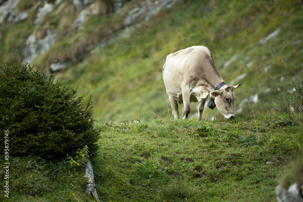Cow grazing on a green alpine meadow in the Swiss Alps, Switzerland Cow grazing on a green alpine meadow in the Swiss Alps, Switzerland