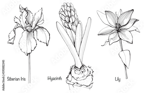 Hand drawn set with beautiful spring flowers. Siberian Iris, Hyacinth, Lily. Leaner
