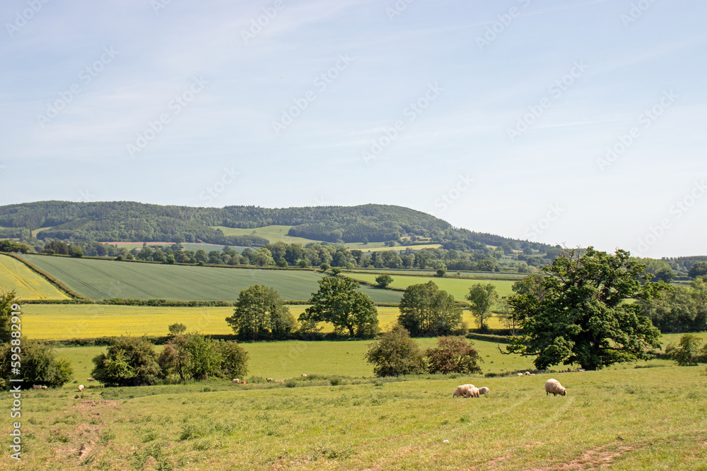 Summertime rural landscape in the UK.