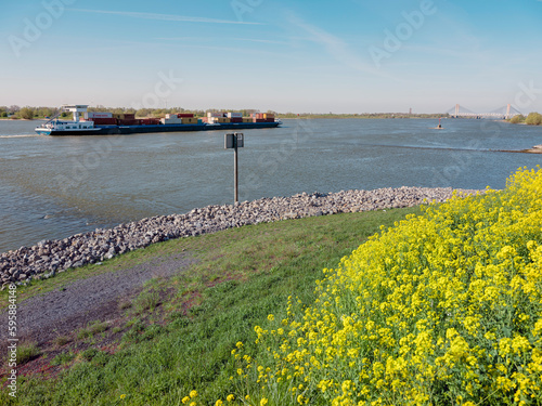 barge on river waal in the netherlands under blue sky with yellow spring flowers photo