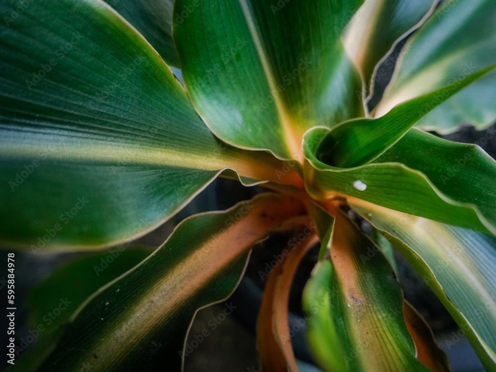 Background texture close up leaf of Chlorophytum orchidastrum “Green Orange” Asparagaceae family. Background texture close up leaf of Chlorophytum orchidastrum “Green Orange” Asparagaceae family.