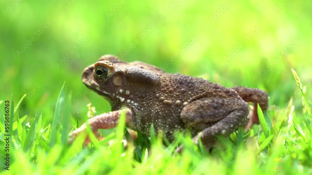 Wild Asian common toad, duttaphrynus melanostictus vocal sac pulsated as it perched still on lush green grass, waiting patiently for the opportunity to strike at the housefly flying around it.