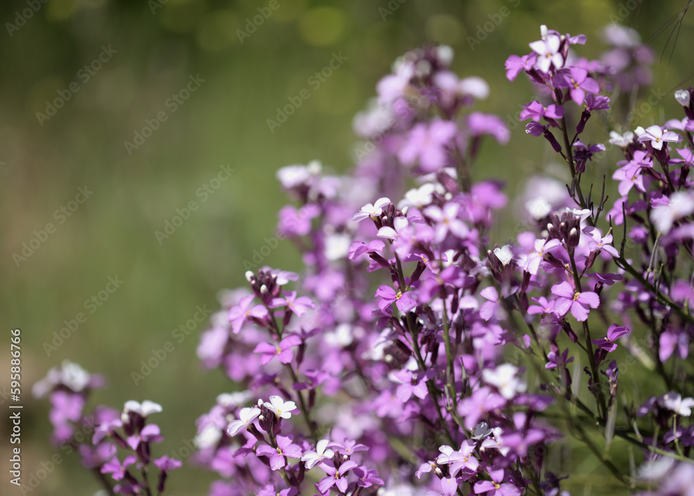 Flora of Gran Canaria - lilac flowers of crucifer plant Erysimum albescens, endemic to the island natural macro floral background
Flora of Gran Canaria - lilac flowers of crucifer plant Erysimum albescens, endemic to the island natural macro floral background
