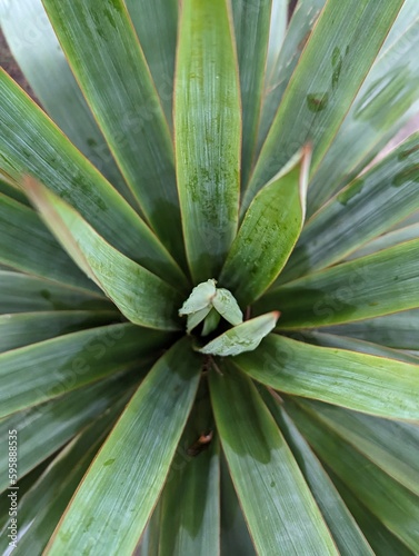 Wallpaper Mural aloe vera plant Torontodigital.ca