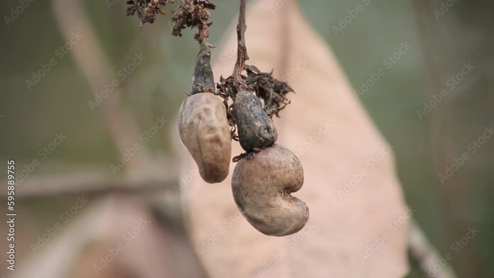 Two spoiled cashew nuts are hanging. Close up. Two spoiled cashew nuts are hanging. Close up.