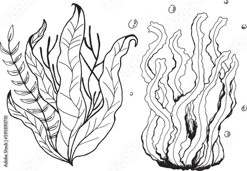 Seaweed illustration