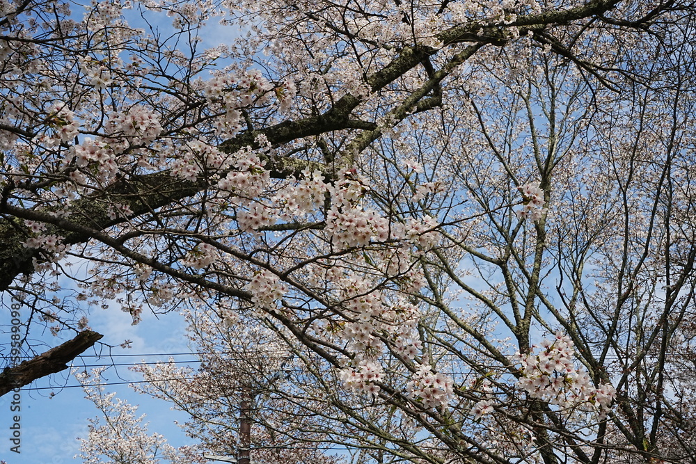 Yoshino-yama or Mount Yoshino in Nara, Japan. Pink Sakura or Cherry Blossoms Flower blooming in Spring Season. Japan's most Famous Viewing Spot - 日本 奈良 吉野山 桜 Yoshino-yama or Mount Yoshino in Nara, Japan. Pink Sakura or Cherry Blossoms Flower blooming in Spring Season. Japan's most Famous Viewing Spot - 日本 奈良 吉野山 桜