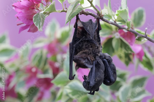 A mother microchiroptera bat hangs from a tree branch while nursing her two cubs. This small bat has the scientific name microchiroptera sp. 