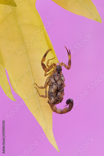 A mother Chinese swimming scorpion holds her babies to protect them from predators. This Scorpion has the scientific name Lychas mucronatus. photo