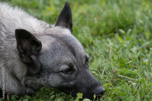Close-up of Norwegian Elkhound laying down in the grass