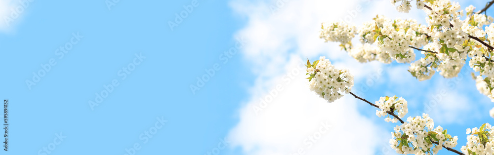 Branches of blossoming white cherries against a blue sky, copy space. Blooming tree in spring, natural background. Photo for a banner with a spring background of a blossoming fruit tree Branches of blossoming white cherries against a blue sky, copy space. Blooming tree in spring, natural background. Photo for a banner with a spring background of a blossoming fruit tree