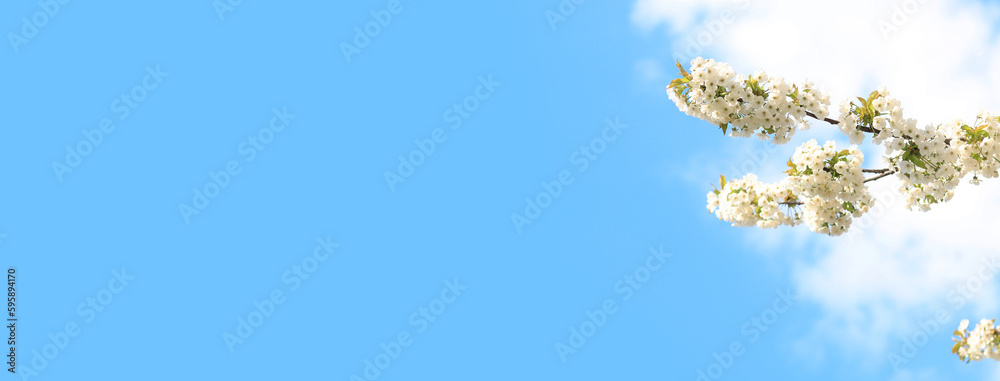 Branches of blossoming white cherries against a blue sky, copy space. Blooming tree in spring, natural background. Photo for a banner with a spring background of a blossoming fruit tree Branches of blossoming white cherries against a blue sky, copy space. Blooming tree in spring, natural background. Photo for a banner with a spring background of a blossoming fruit tree