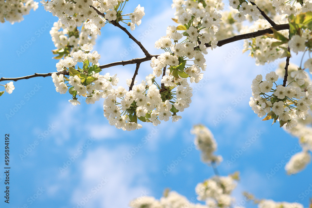Cherry blossom close-up against a blue sky with clouds. Beautiful white flowers on branches with selective focus. Tree blooming in spring Cherry blossom close-up against a blue sky with clouds. Beautiful white flowers on branches with selective focus. Tree blooming in spring