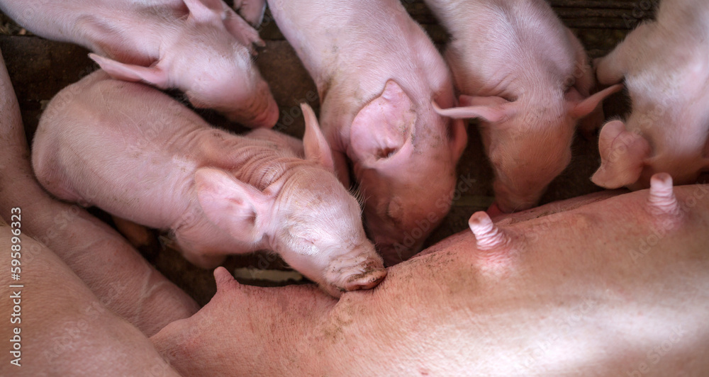 The top view of Many newly born piglets are sleeping on the mother's milk, Momma pig feeding baby pigs The top view of Many newly born piglets are sleeping on the mother's milk, Momma pig feeding baby pigs