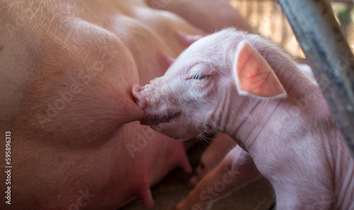 A week-old newborn piglet is suckling from its mother in pig farm,Close-up of Small piglet drinking milk from breast in the farm photo