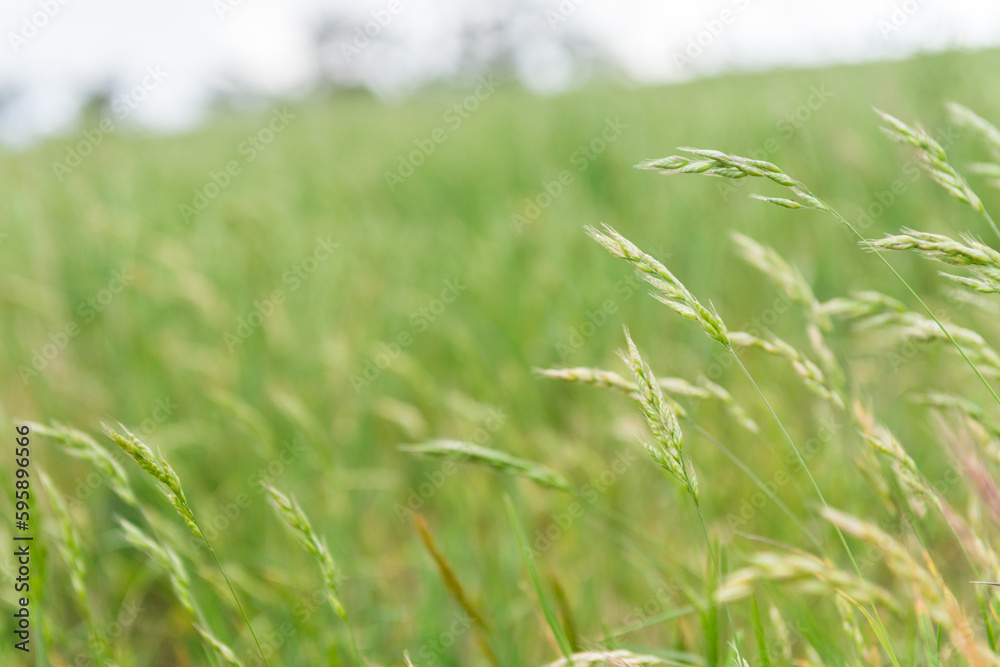 pasture grass going to seed in spring pasture grass going to seed in spring