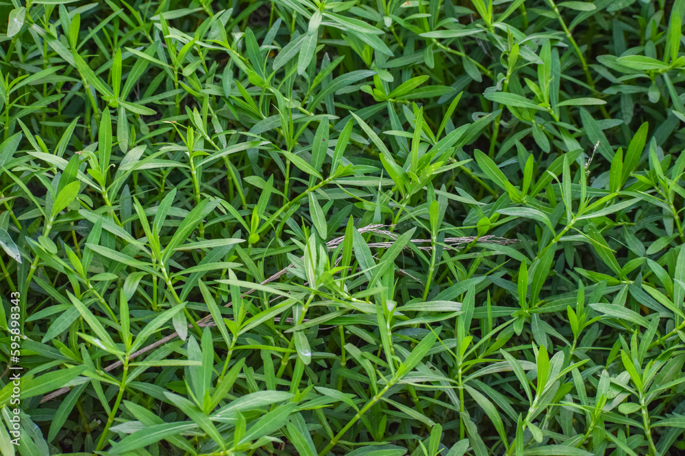 Seamless green grass background. Fresh grass. Seamless green grass background. Fresh grass.
