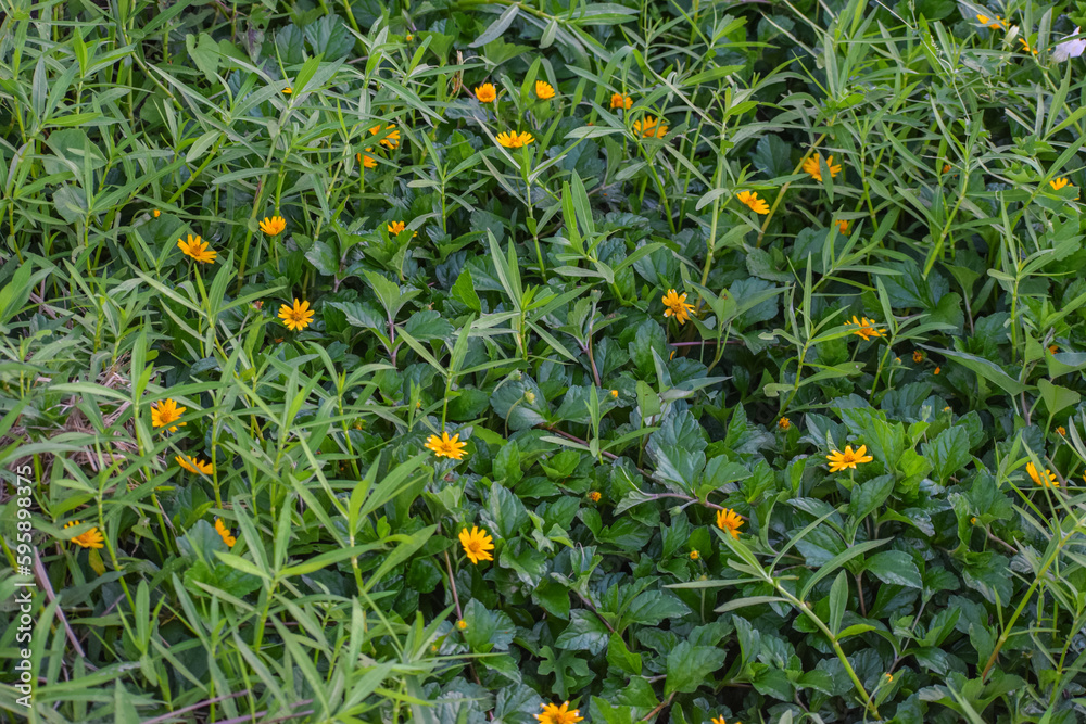 Yellow daisy flowers and green leaves background. Singapore daisy